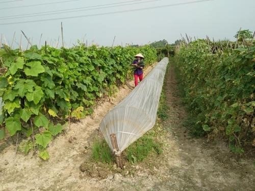 An organic vegetable farm in Hanoi (Source: VNA)