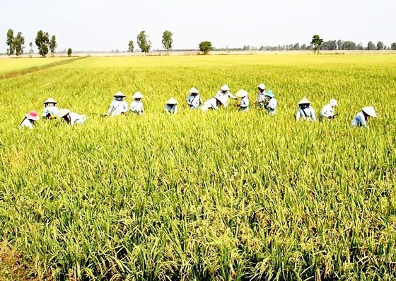 Winter-spring rice crop faces poor consumption