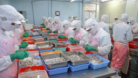 Workers processing shrimp for export (Photo: SGGP)