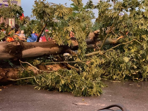 Typhoon Podul’s fury uprooted lots of trees in Hanoi on August 29 (Photo: SGGP)
