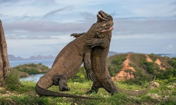 It is estimated there are about 5,700 Komodo dragons in the wild (Source: https://www.theguardian.com)