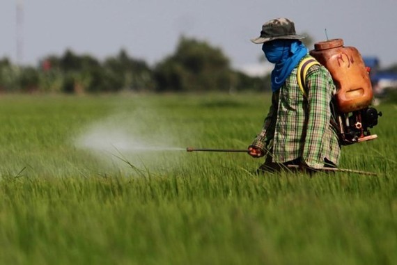 A Thai farmer sprays herbicide on the field (Photo: www.chiangraitimes.com)