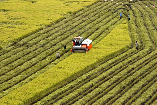Vietnam was ranked fourth in Southeast Asia on the Economist Intelligence Unit food security index (Photo: VNA)