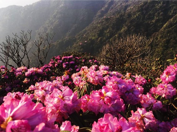 Brilliant blooming Rhododendron simsii in Fansipan 