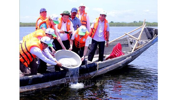 Fish, shrimp and crab are released into Tam Giang lagoon to increase biodiversity (Illustrative photo: VNA)