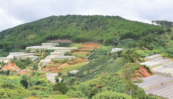 Greenhouses spotted all over forest lands in Lam Dong