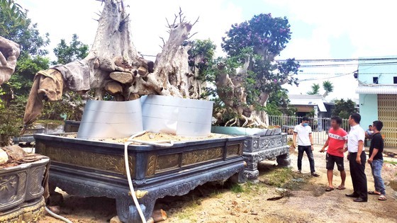 Giant old-growth trees on sales in Phu Cat district market, Binh Dinh province (Photo: SGGP)
