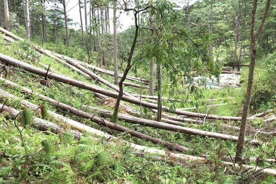   Forests assigned to a company in Lam Dong got cut down