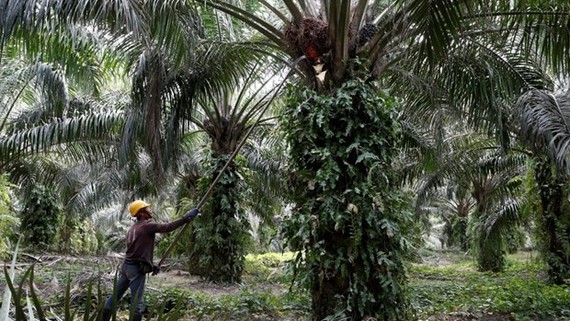 Malaysia is the world’s second largest producer of palm oil. (Photo: Reuters)