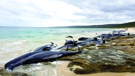 Cá voi chết hàng loạt tại bờ biển Australia