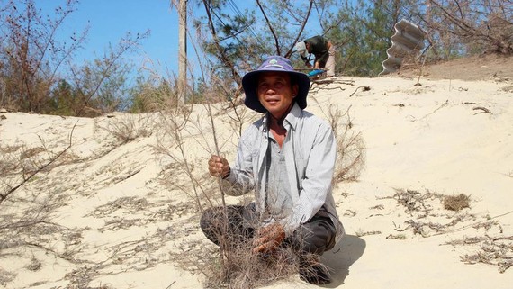 Rừng phi lao ven biển Phú Yên mới trồng bị chết cháy trên cát. Ảnh: NGỌC OAI