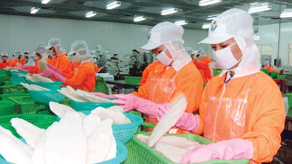Chế biến cá tra xuất khẩu tại An Giang