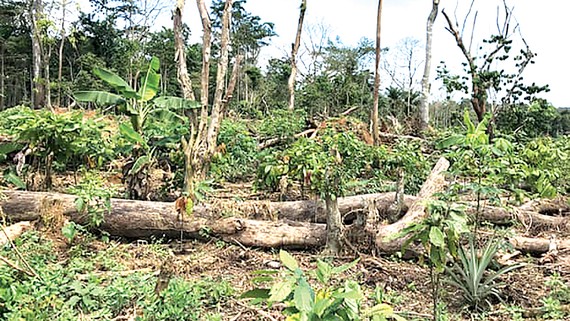Một khu rừng ở Bờ Biển Ngà bị chặt phá để trồng ca cao