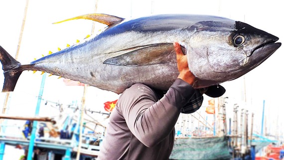 Ngư dân Phú Yên câu được con cá bò gù khủng.  Ảnh: NGỌC OAI