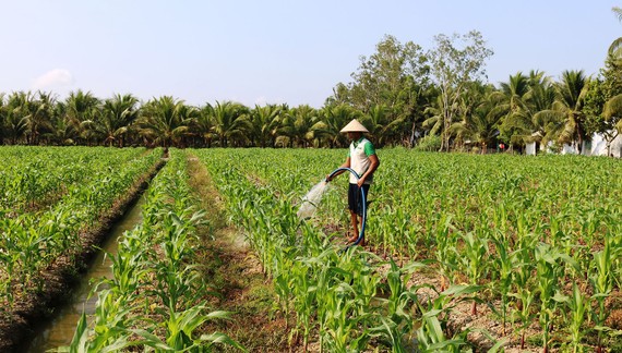 Nông dân Trà Vinh trồng bắp trên đất lúa cho hiệu quả cao