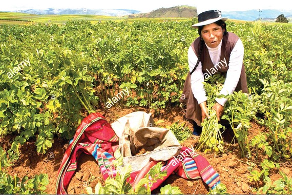 Người Inca thu hoạch hoa màu ở Peru