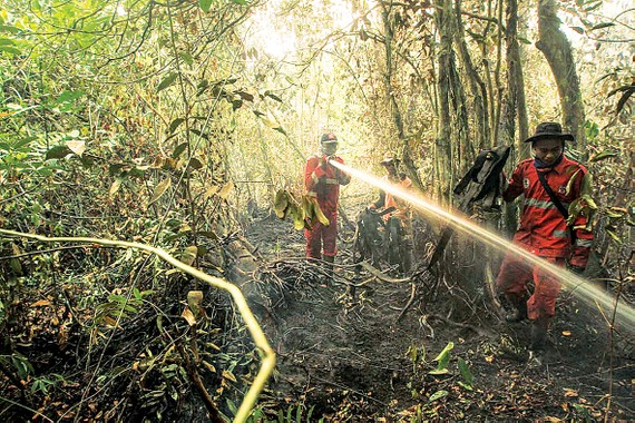 Rừng nhiệt đới bị phá hủy ở Indonesia