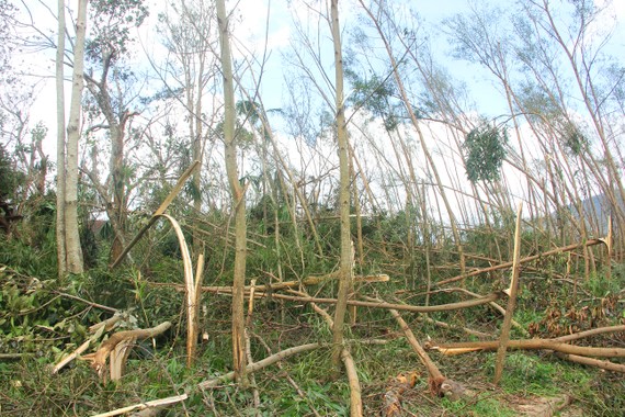 Rừng cây keo ở địa bàn huyện Kỳ Anh, tỉnh Hà Tĩnh bị bão cuốn gãy đổ hàng loạt