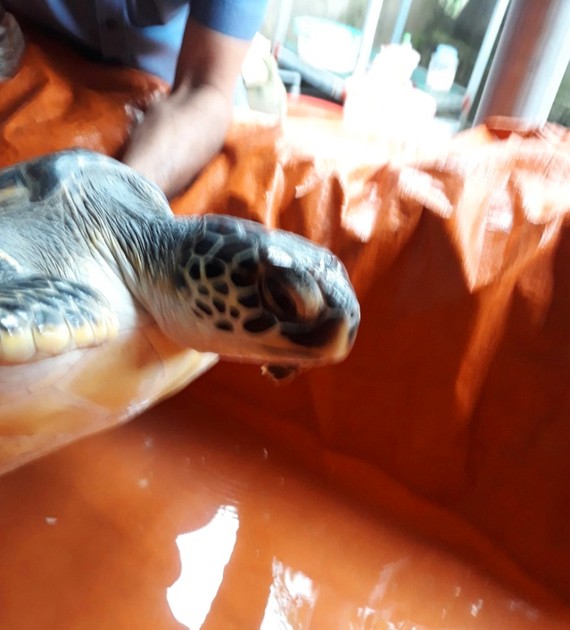 Cá thể rùa biển trước khi được thả về lại môi trường biển