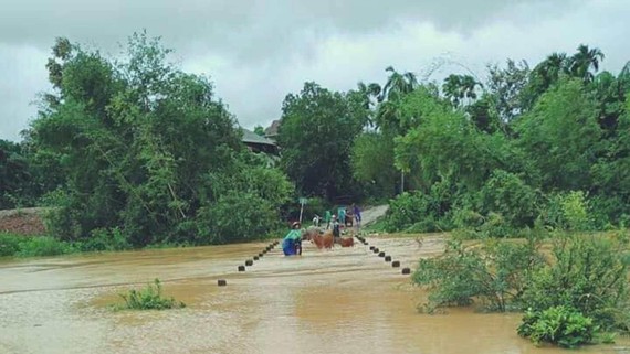 Người dân ở huyện Hương Khê, Hà Tĩnh đưa gia súc đi tránh lũ