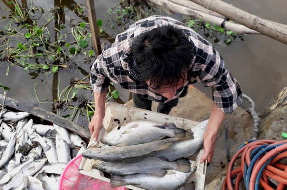 Cá nuôi lồng bè chết khiến người dân thiệt hại nặng
