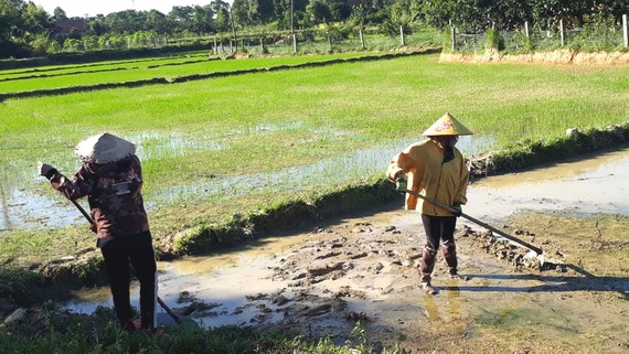 Người dân ở huyện Hương Khê (tỉnh Hà Tĩnh) làm đất để gieo sạ lại diện tích lúa đã bị hư hỏng do mưa lớn vừa qua