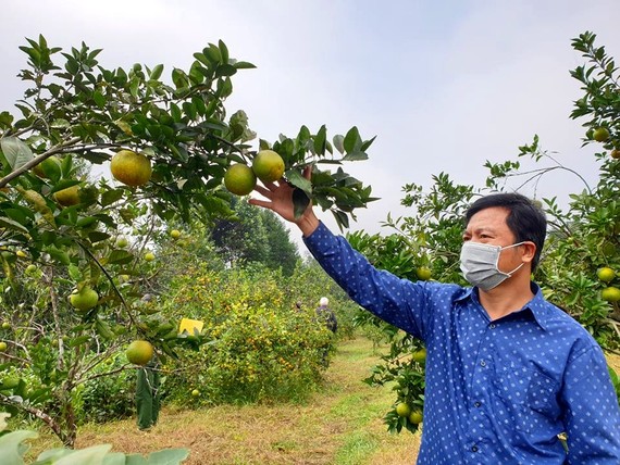 Cam là một trong những cây trồng chủ lực của Hà Tĩnh