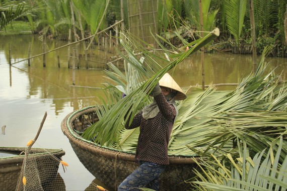 Rừng dừa nước sắp bị chặt bỏ 50ha để làm hồ chứa nước Thái Cân. Ảnh NGUYỄN TRANG