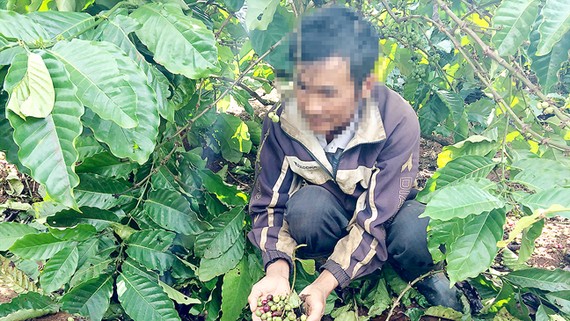 Người lao động ở Gia Lai đi hái cà phê thuê