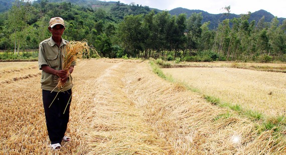 Lúa mùa vụ hè thu  của đồng bào làng Giang gần như mất trắng.  Ảnh: NGỌC OAI