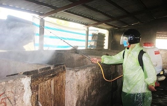  Phun hóa chất khử trùng chuồng trại nuôi heo tại Quảng Trị