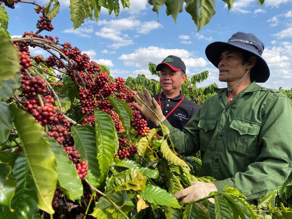 Ông Phạm Phú Ngọc, Trưởng nhóm Hỗ trợ Nông nghiệp Nestlé Việt Nam hướng dẫn nông dân thực hành chăm sóc cà phê trên vườn