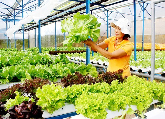 Trang trại trồng rau ở Đà Lạt giới thiệu sản phẩm rau xà lách thủy canh
