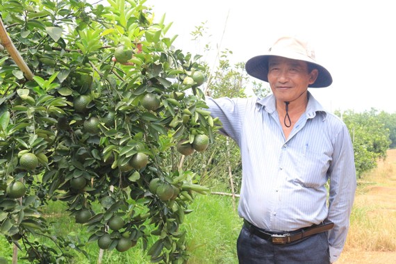 Ông Trần Thành Có, Chủ nhiệm HTX Chăn nuôi và trồng trọt Nhân Đức,  bên vườn cam ở xã Hiếu Liêm, huyện Bắc Tân Uyên, Bình Dương
