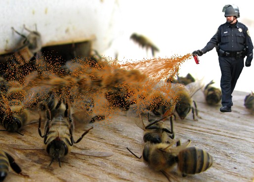 Lời cảnh báo từ ong