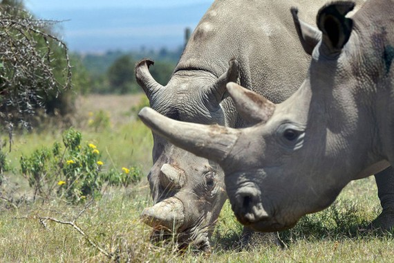 Hai con tê giác trắng cuối cùng ở Châu Phi, cả hai đều là con cái và không còn sinh sản được