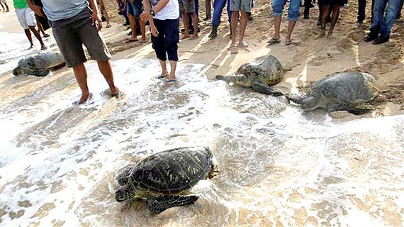 Indonesia thả hơn 10.000 rùa con về đại dương