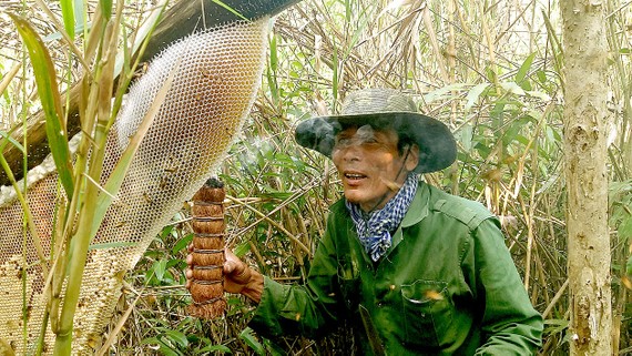 Gác kèo ong mật ở rừng U Minh Hạ. Ảnh: TẤN THÁI