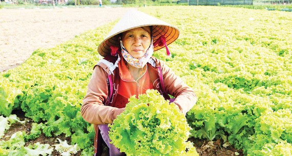 Người trồng rau ở xã Nghĩa Dũng (TP Quảng Ngãi)  cắt bỏ rau xà lách quá lứa. Ảnh: NGUYỄN TRANG