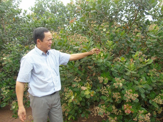 Vườn điều đạt chuẩn organic, không sử dụng thuốc trừ sâu của ông Dụng Quý Đông ở huyện Đồng Phú, tỉnh Bình Phước