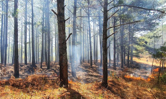 Đám cháy thực bì dưới tán rừng thông tại Đà Lạt, trong khi cảnh báo cháy rừng đang ở mức cực kỳ nguy hiểm. Ảnh: ĐOÀN KIÊN