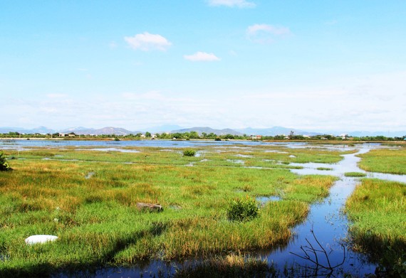 Ruộng đồng của người dân thôn Huỳnh Giản Bắc (xã Phước Hòa, huyện Tuy Phước,  Bình Định) phải bỏ hoang vì nhiễm mặn nghiêm trọng. Ảnh: NGỌC OAI 