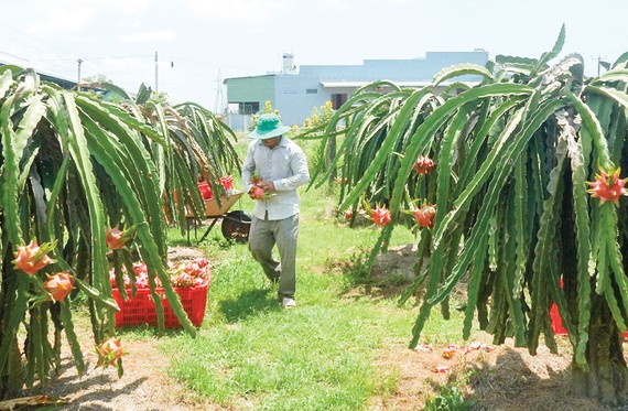 Giá thanh long xuống thấp, nông dân tỉnh Bình Thuận  đang gặp rất nhiều khó khăn. Ảnh: NGUYỄN TIẾN 
