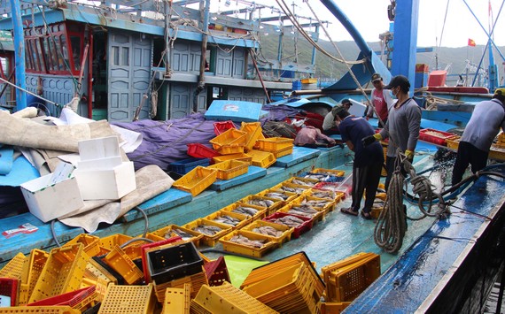 Tàu cá ngư dân Bình Định tất bật cập cảng cá Quy Nhơn bán những mẻ cá ngừ đánh bắt trong dịp Tết Nguyên đán Nhâm Dần. Ảnh: NGỌC OAI