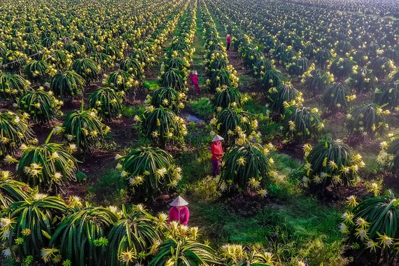 Tỉa hoa cây thanh long trên cánh đồng lớn ở TP Long Khánh. Ảnh: VĂN HỢP