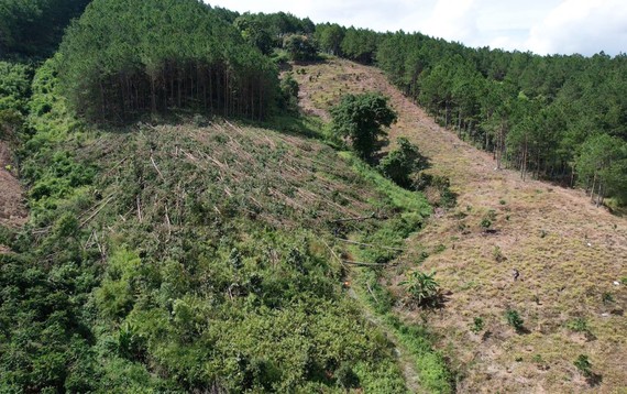 Rừng tại tiểu khu 274A, lâm phần do Ban Quản lý rừng phòng hộ Lâm Hà quản lý (xã Gia Lâm, huyện Lâm Hà, Lâm Đồng) tiếp tục bị cưa hàng trăm cây thông 