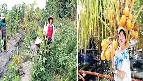Đi hái trái cây, rau vườn các loại ở Sài Gòn
