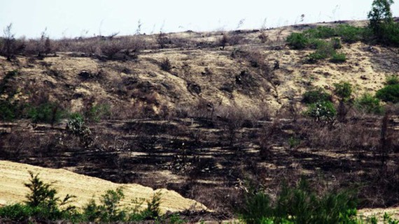 Hàng trăm ha rừng giữ chức năng phòng hộ cho hàng ngàn người dân xã Phước Hòa (huyện Tuy Phước) và Cát Chánh (huyện Phù Cát) đã bị phá sạch, đốt sạch