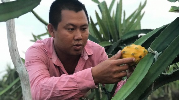 Thanh long Ecuador được nông dân Nguyễn Duy Khang trồng thành công