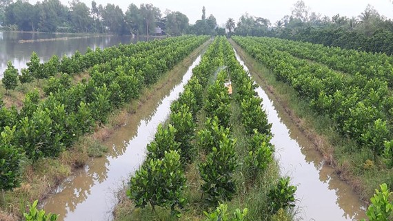 Nông dân ĐBSCL mở rộng diện tích trồng mít Thái đem lại hiệu quả cao